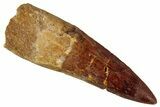 Fossil Spinosaurus Tooth - Real Dinosaur Tooth #354797-1